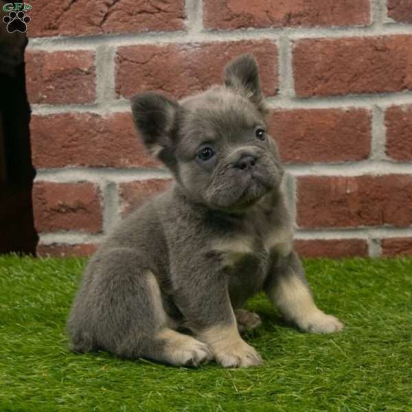 Sandy, French Bulldog Puppy
